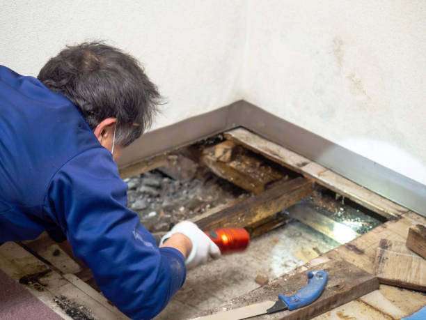 Best Emergency Mold Remediation in Dawson, GA