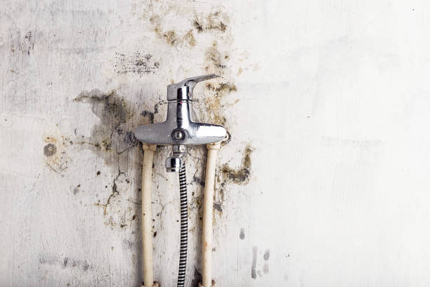 Best Residential Mold Remediation in Dawson, GA