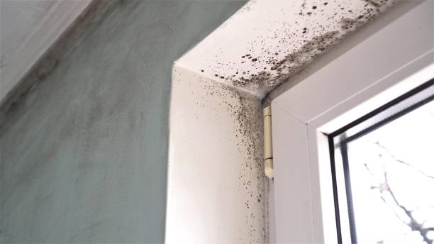 Best Mold Remediation for Specific Building Types in Dawson, GA