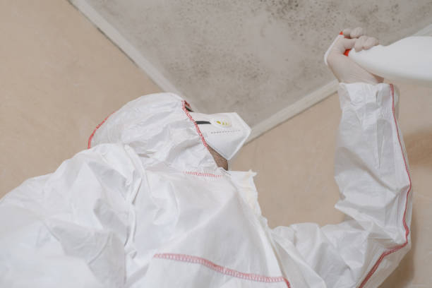 Best White Mold Remediation in Dawson, GA