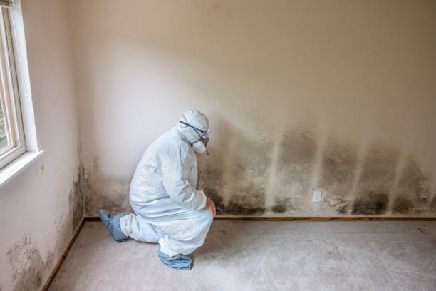 Best Black Mold Remediation in Dawson, GA